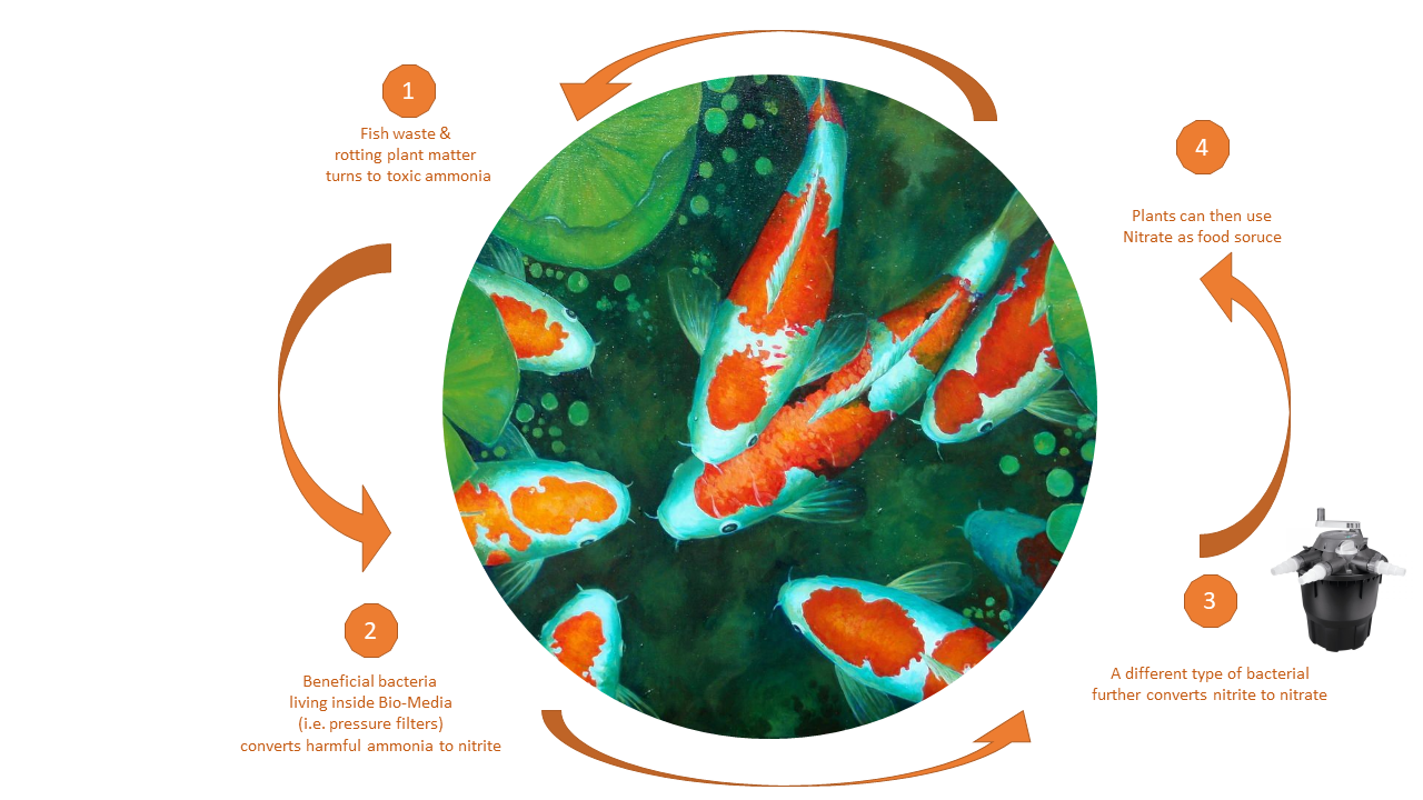 The Nitrogen Cycle