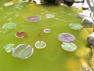 Got a green and murky pond?