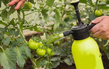 Tips on Fertilising Garden during Winter season ?