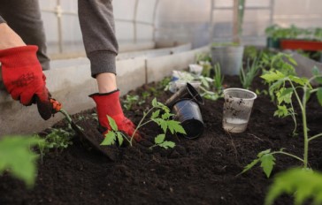 Get a head start with these 16 early spring vegetables