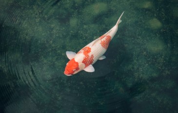 Essential Guide to maintain a healthy Koi Pond