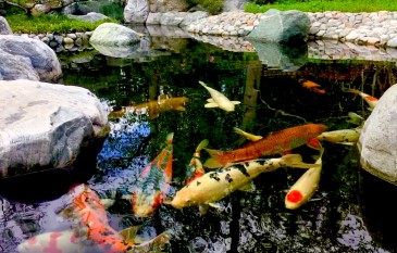 Koi Pond Winter Care Tips