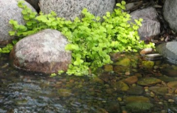 Aquatic Plants that help clean a Fish Pond