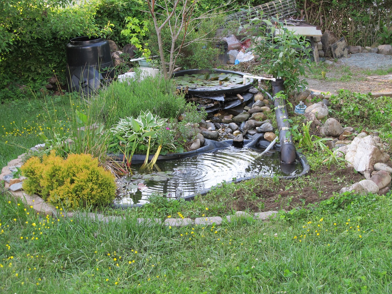 Creating a Backyard Oasis: DIY Pond Installation and Maintenance