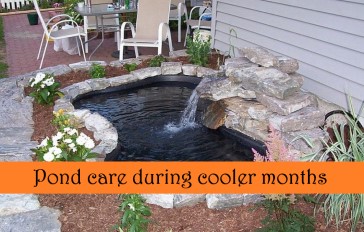 Pond care during cooler months
