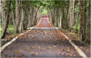 Six autumn gardening tips