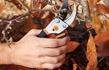 Is it ok to Prune Roses during winter?
