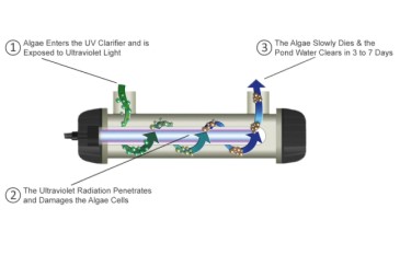 Do I need a UV Clarifier for my Pond ?
