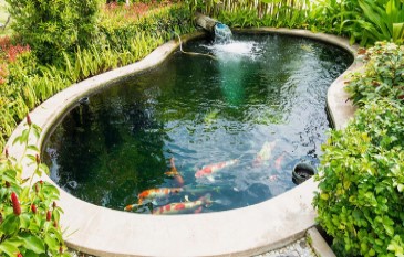 Tips to maintain a Fish Pond in Winter season