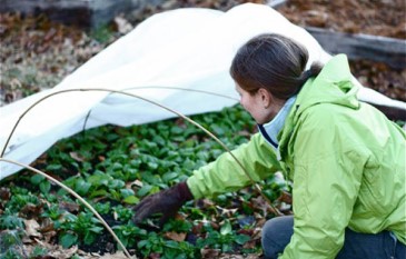 Winter Garden Care Tips