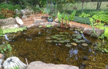 Winter Pond Care Tips