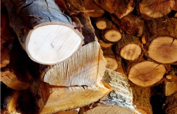 Fifteen perfect woods for fires
